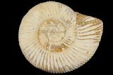Perisphinctes Ammonite - Jurassic #100217-1